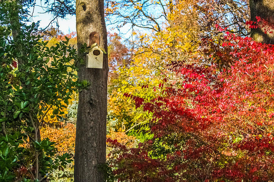 Tree Photograph - Birdhouse in Autumn by Kathleen McGinley
