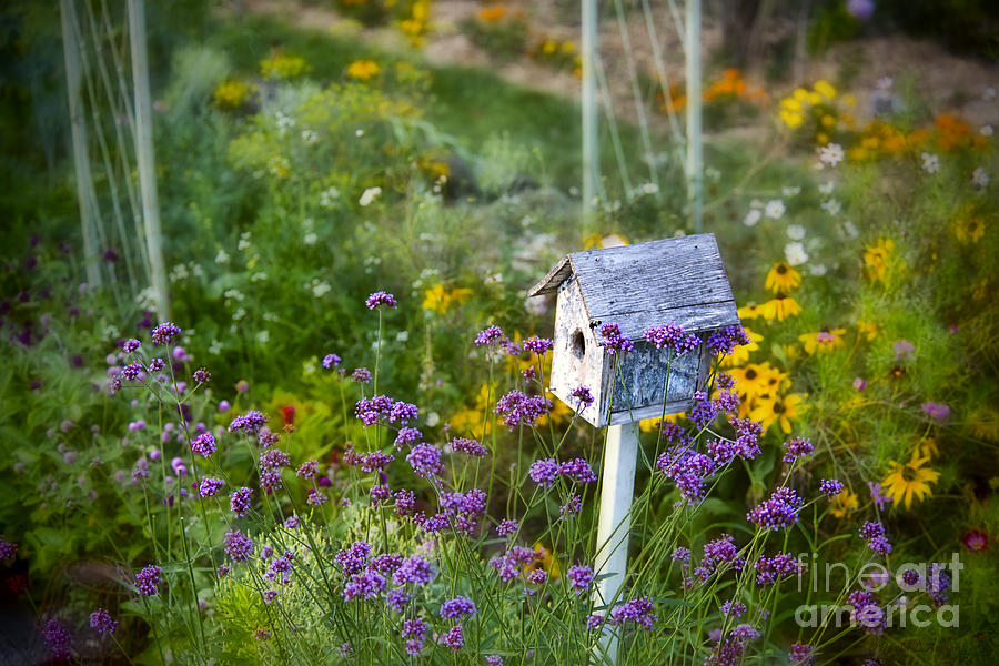Flower Photograph - Birdhouse in Pams Garden by David Arment