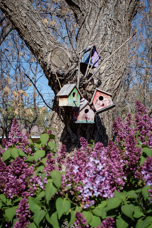 Birdhouses and Lilacs Photograph by Mary Lee Dereske