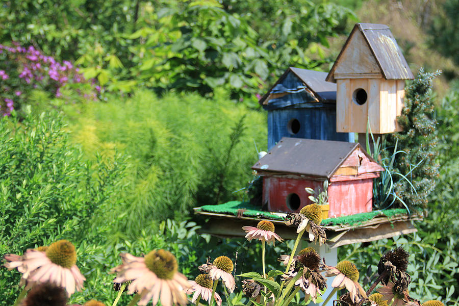 Birdhouses Photograph by Naomi Wittlin