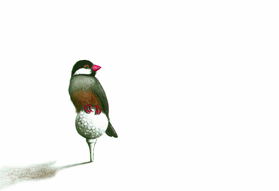 Bird Drawing - Birdie by Don McMahon