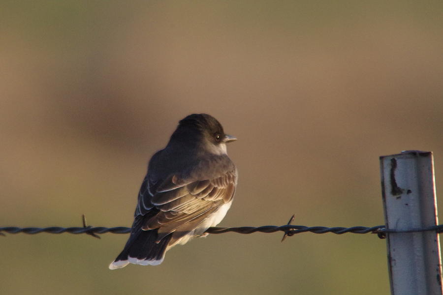 Wildlife Photograph - Birdie on a wire by Jeff Swan