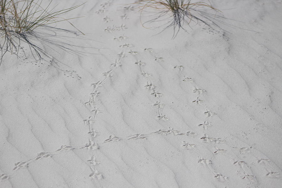 Birdie Prints in White Sands Photograph by Colleen Cornelius
