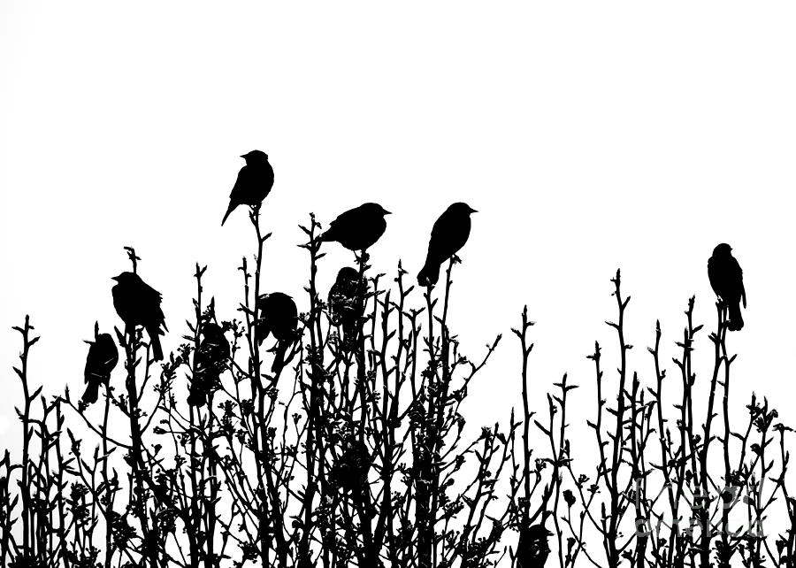 Birdies Photograph by Cheryl McClure