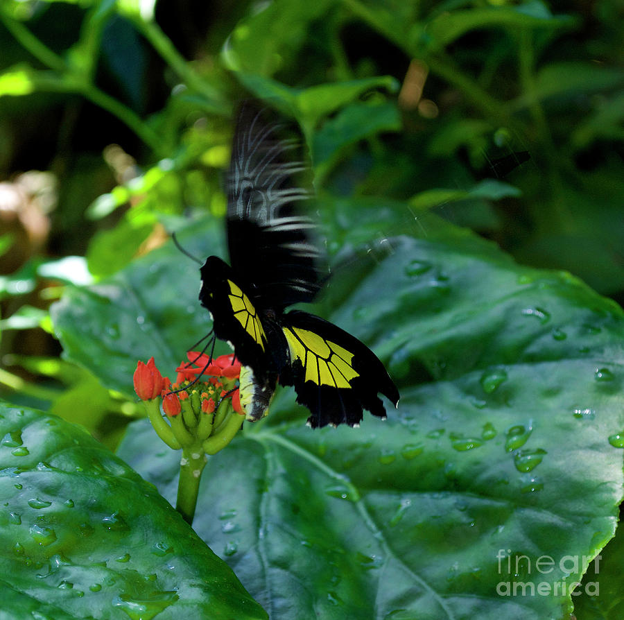 Birding Butterfly Soft Landing Photograph by Skip Willits