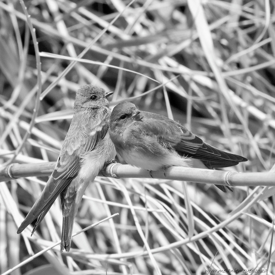 Brown Throated Martin Bird Photograph by Melanie Meyer - Pixels