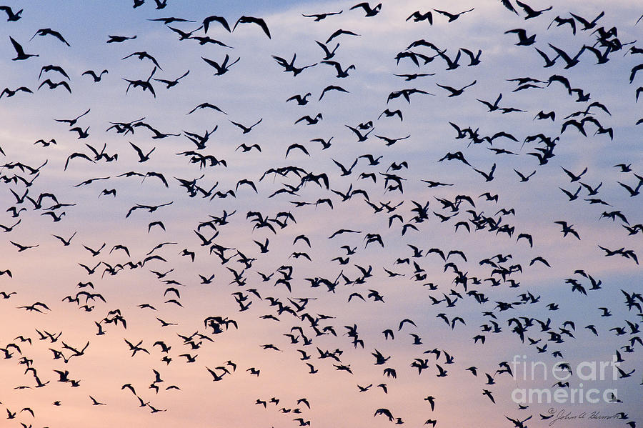 flocks of seagull