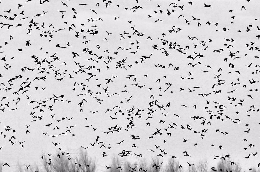 Birds Abound Photograph by Josephine Buschman