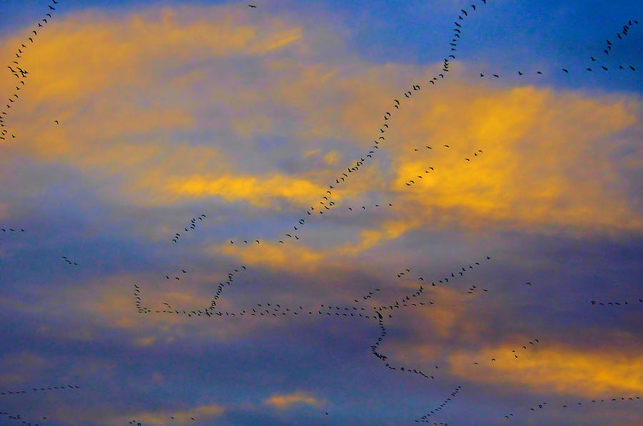 Birds against Clouds Photograph by Josephine Buschman