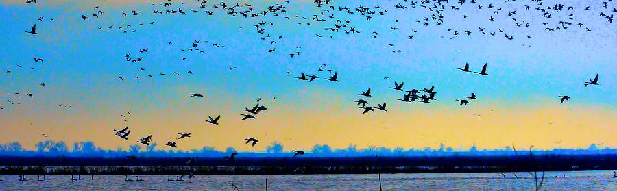 Birds against Horizon Photograph by Josephine Buschman