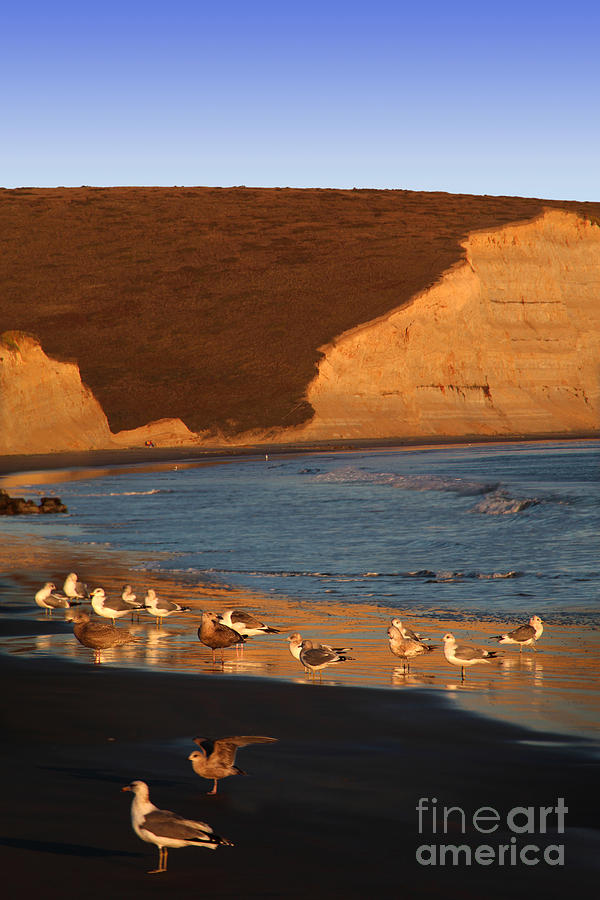 Birds along the Point Reyes National Seashore Marin County Cal Photograph by Wernher Krutein
