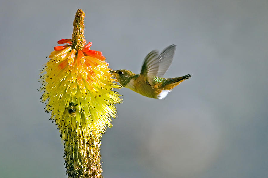 Hummingbird Photograph - Birds and Bees by Michael Dawson