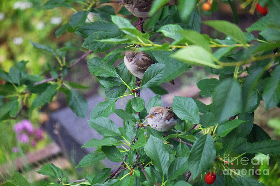 Sparrow Photograph - Birds and Cherry Branch by Donna L Munro