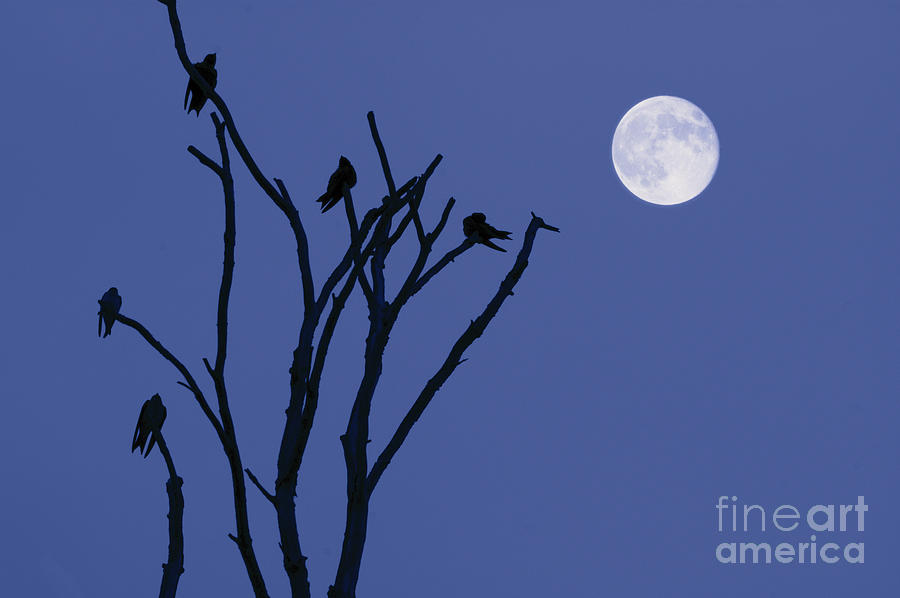 Birds and Full Moon Photograph by David Gordon