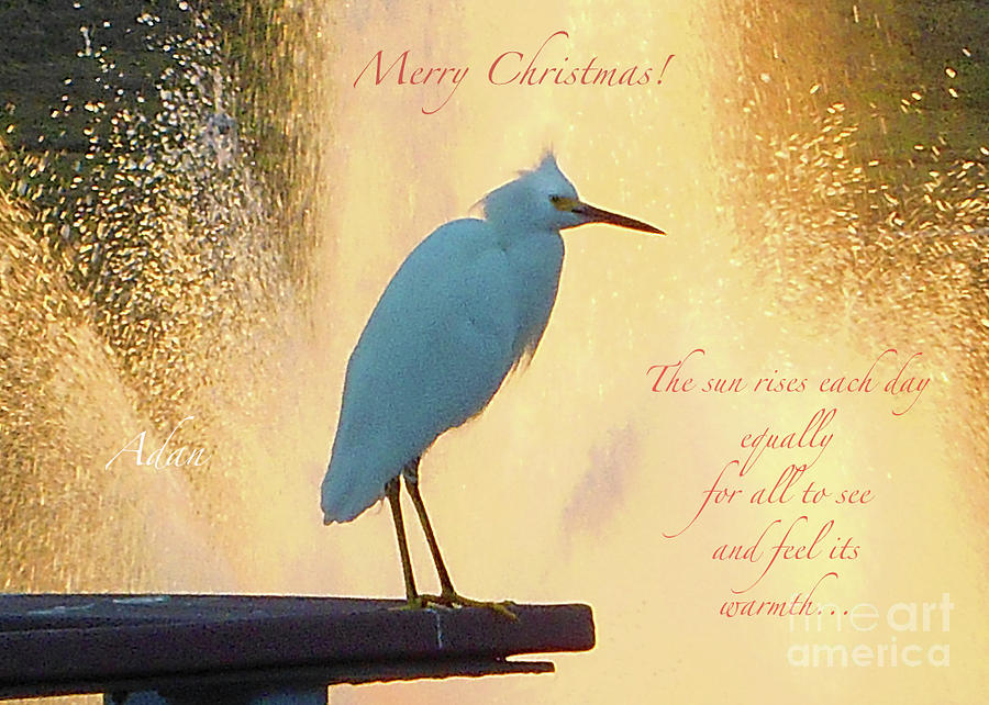 Birds And Fun At Butler Park Austin - Birds 3 Detail Macro Poster - Merry Christmas Photograph by Felipe Adan Lerma