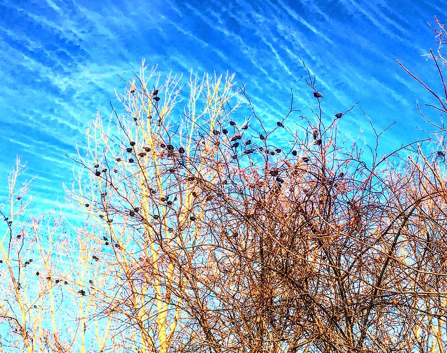 Birds and Haarp Influenced Clouds Photograph by Michael Oceanofwisdom Bidwell