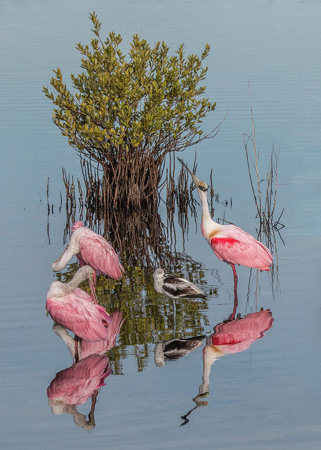 Birds and Mangrove Bush Photograph by Dorothy Cunningham