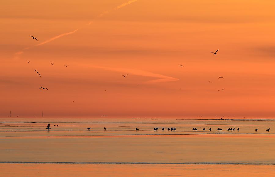 Birds And Orange Sky  Photograph by Lyle Crump