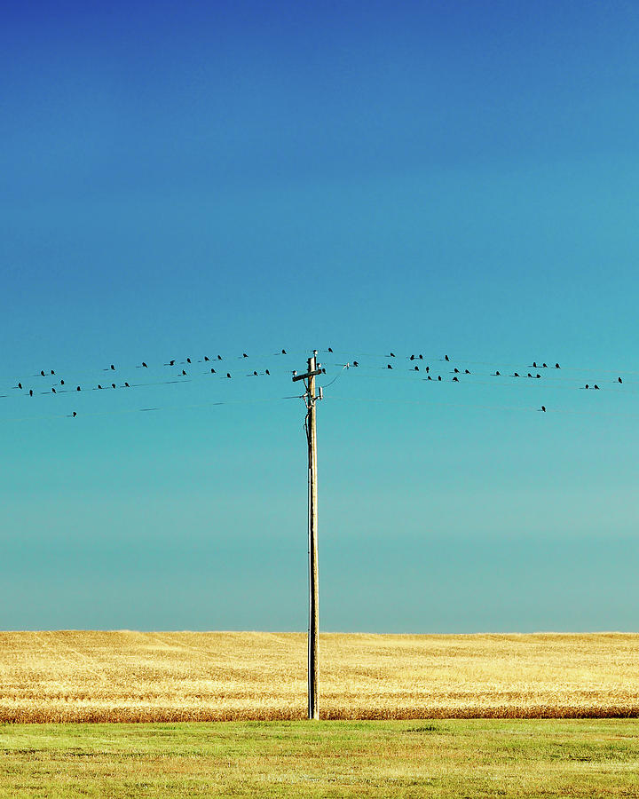 Birds and Pole Photograph by Todd Klassy