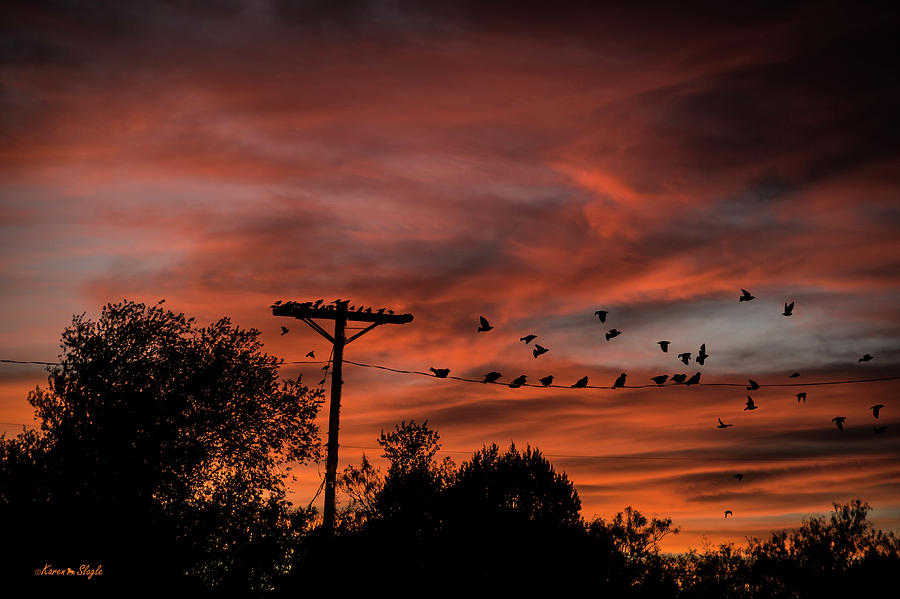 Bird Photograph - Birds and Sunset by Karen Slagle