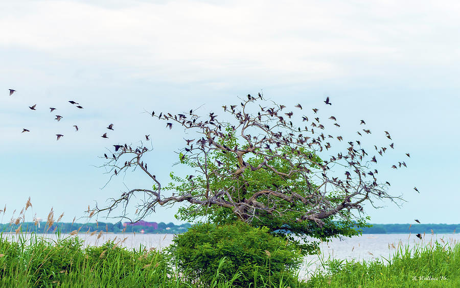 Birds And Tree Photograph by Brian Wallace