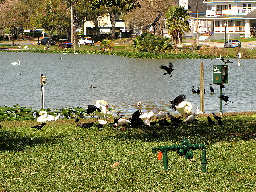 Birds at Lake Morton Photograph by Christopher Mercer