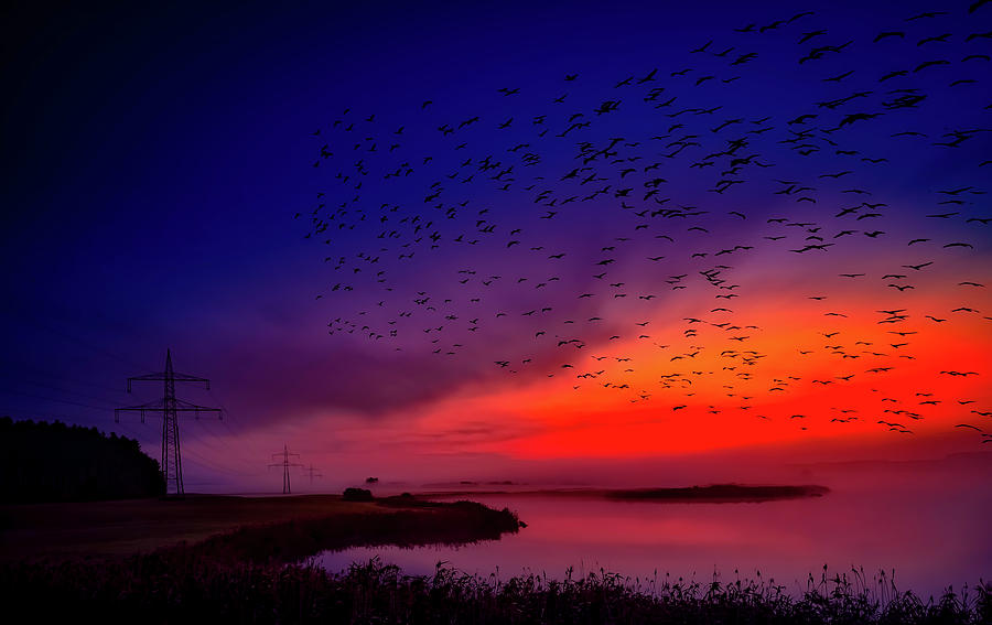 Birds At Sunrise Photograph by Mountain Dreams