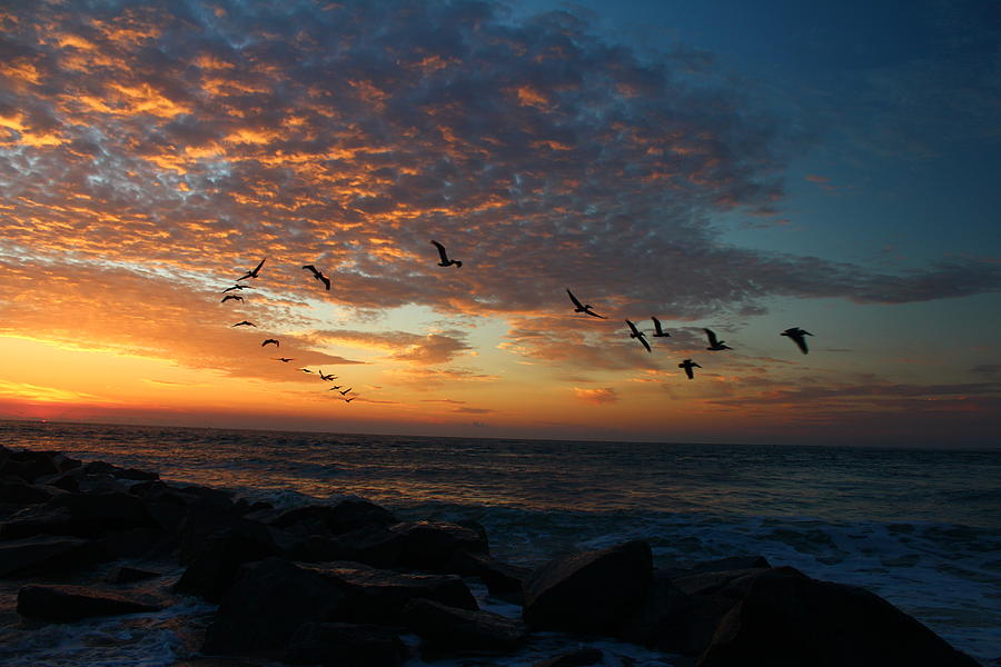 Afbeeldingsresultaat voor birds at sunrise