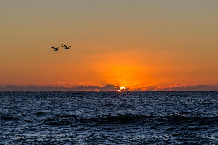 Birds at Sunset Photograph by John A Megaw