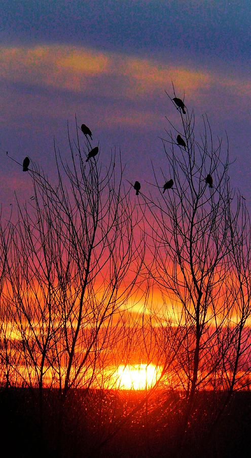 Birds at Sunset Photograph by Josephine Buschman