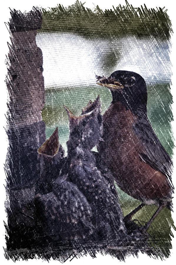 Robin Photograph - Birds Baby Robins With Mom Late Spring PA 03 Vertical by Thomas Woolworth