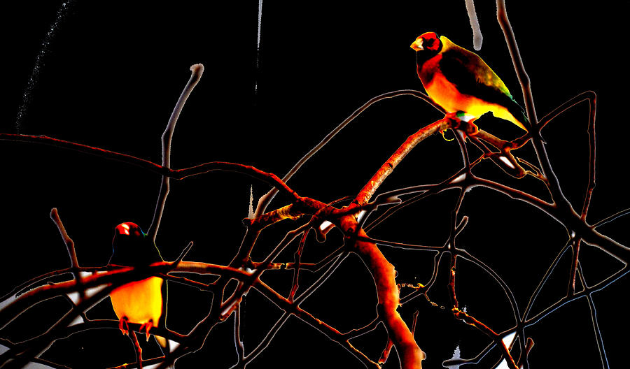 Birds Beauty-4 Photograph by Anand Swaroop Manchiraju