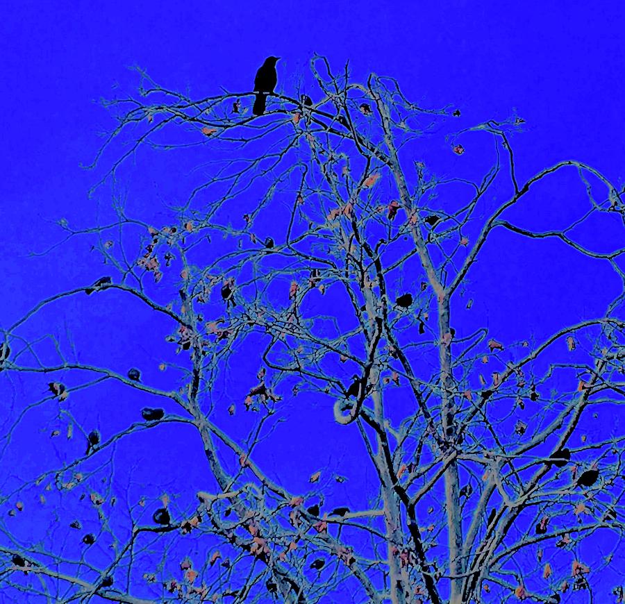 Birds Black Photograph