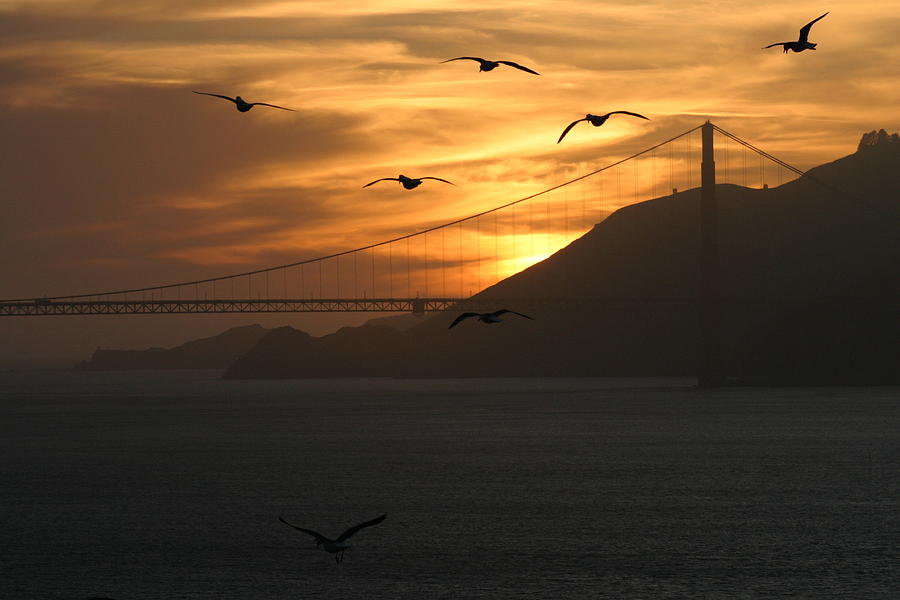 Golden Gate Bridge Photograph - Birds by the Bay by Jeff Floyd CA