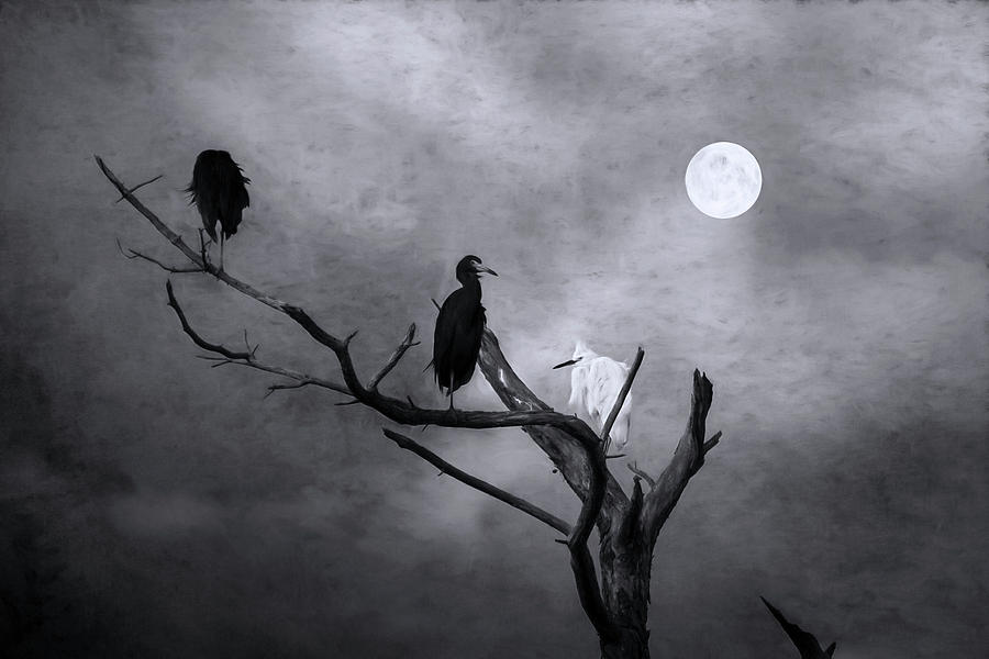 Birds By The Moonlight Photograph