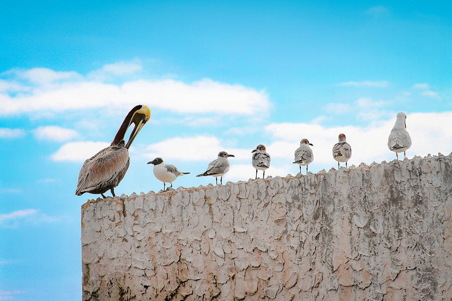Birds Catching Up on News Photograph by Bonnie Follett