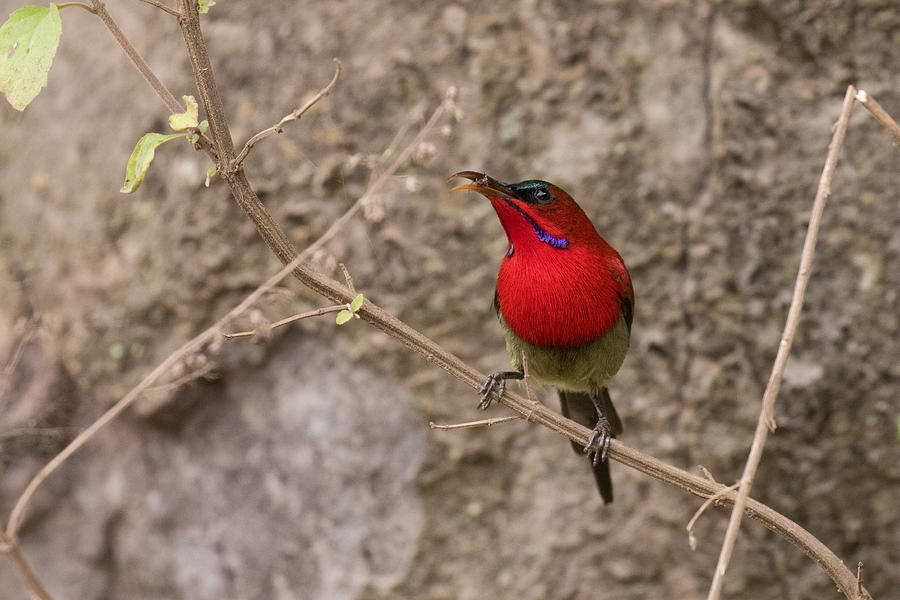 Bird Photograph - Birds Crimson Sunbird by S S Cheema