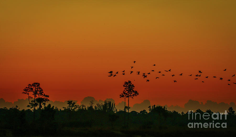 Birds Crossing Morning Sky Photograph by Tom Claud