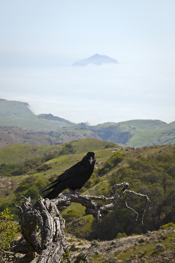 Bird's Eye View Photograph By Greg Clure - Fine Art America