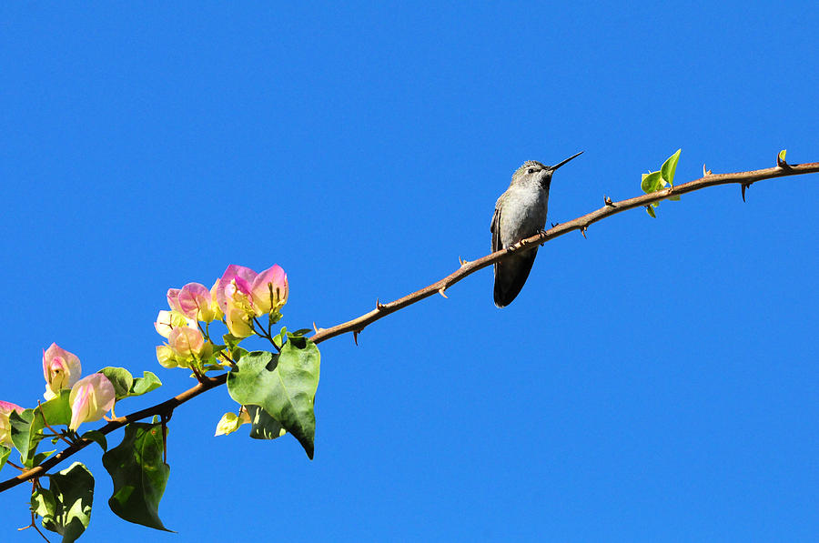 Hummingbird Photograph - Birds Eye View by Lynn Bauer