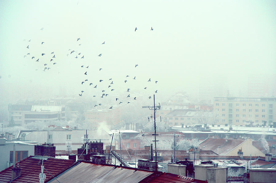 Birds Falling Down the Rooftops Photograph by Jenny Rainbow