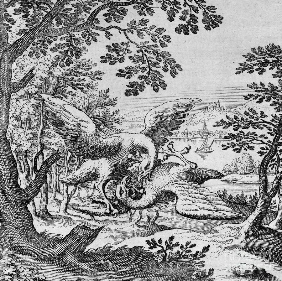 Bird Drawing - Birds fighting from Musaeum Hermeticum, 1678 by German School