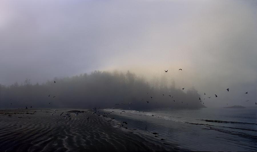 Bird Photograph - Birds Flying Over Foggy Beach by Gillham Studios