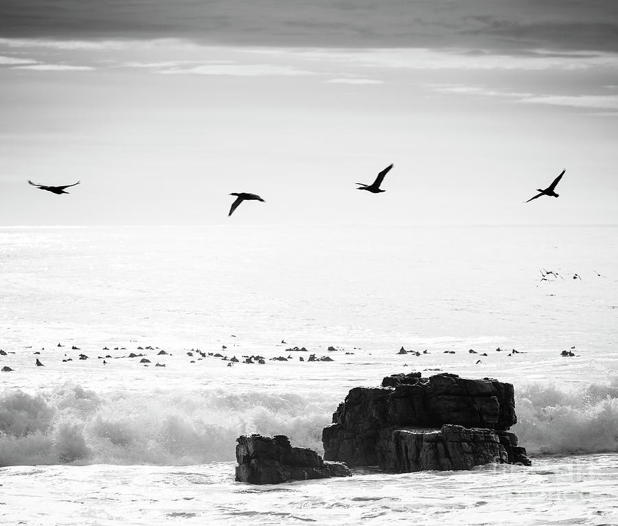 Birds Flying Over Ocean Black and White Photograph by THP Creative