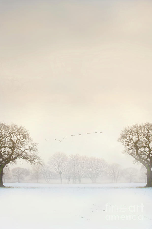 Birds Flying Over Winter Trees Photograph by Lee Avison