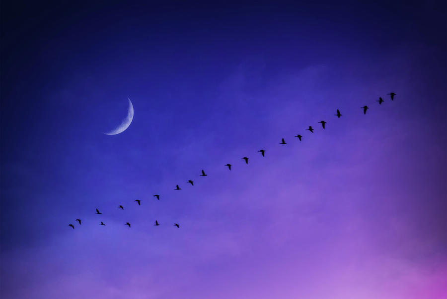 Birds Flying Under Crescent Moon atAztalan State Park  Photograph by Jennifer Rondinelli Reilly - Fine Art Photography