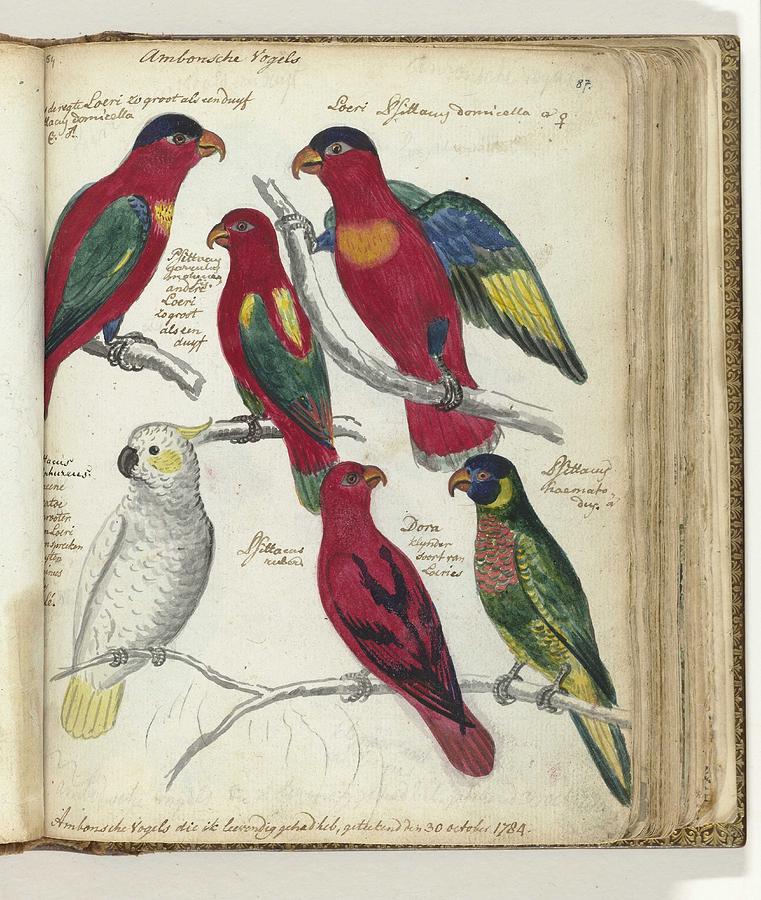 Birds From Ambon, Jan Brandes, 1784 V Painting