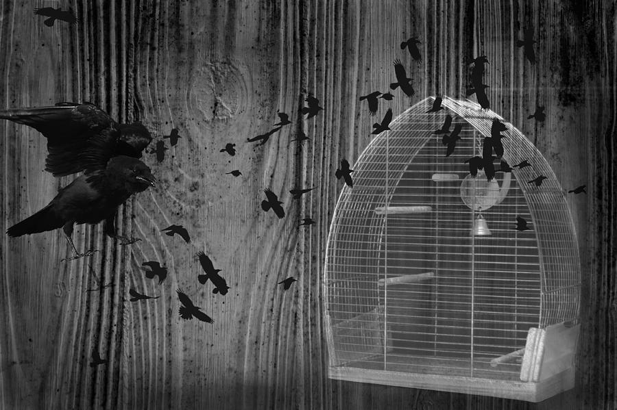 Birds Gone Wild In Black And White Photograph by Suzanne Powers