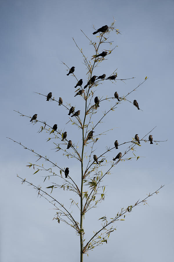 Birds  Photograph by Gouzel -