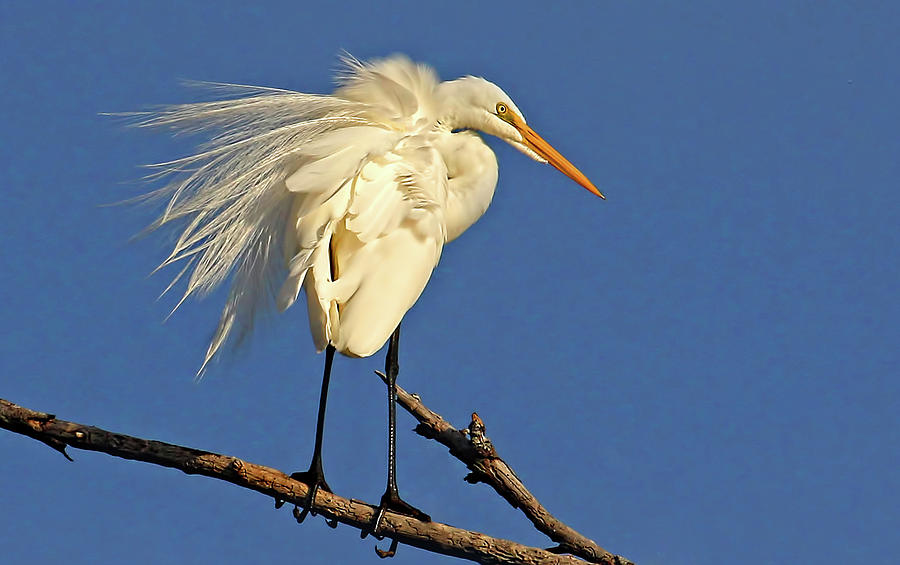 Birds - Great Egret Photograph by HH Photography of Florida